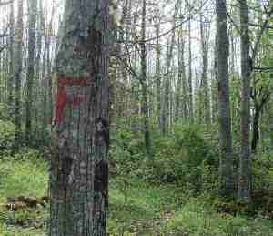 Via francigena another tree in forest