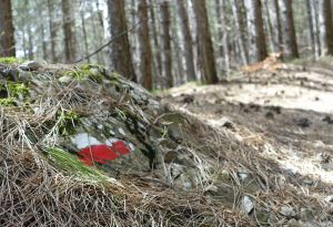 Via francigena rock in forest
