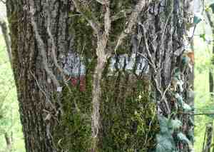 Via francigena tree sign