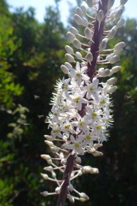 Wild flowers Ithaca Greece