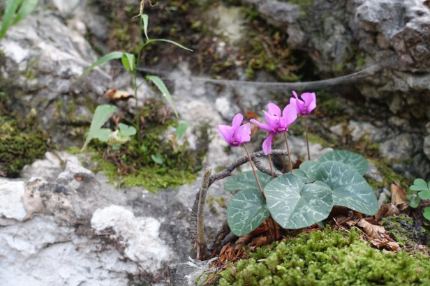 ticino wild cyclamens
