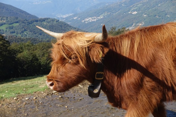 Ticino cattle bells