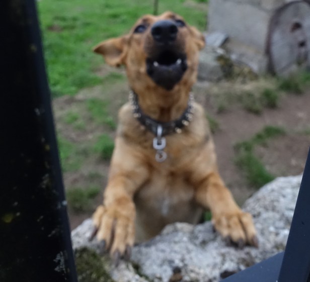 Nasty dog Camino Sanabrés 