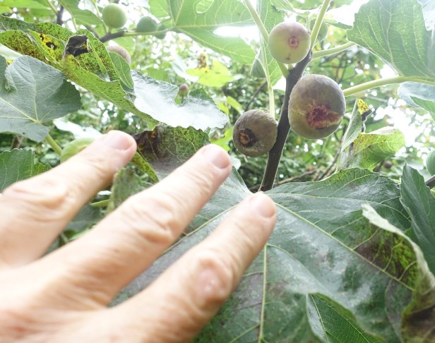 Figs Along the Camino Sanabrés 