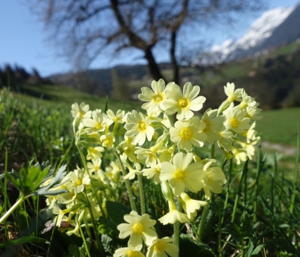 Via Romea Germanica Austria 