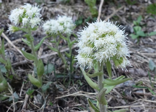Via Romea Germanica Austria 