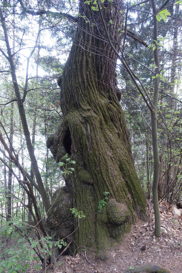 Via Romea Germanica Italy