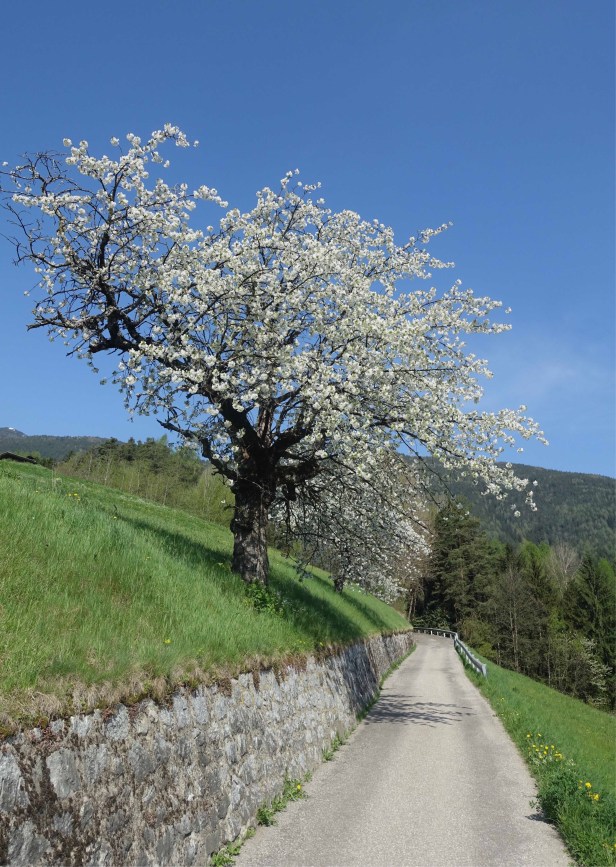 Via Romea Germanica italy Chiusa 