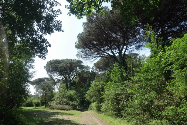 Via Romea Germanica Casalborsetti