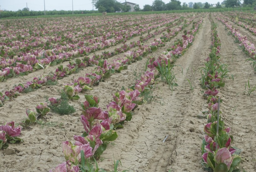 Via Romea Germanica Forlì