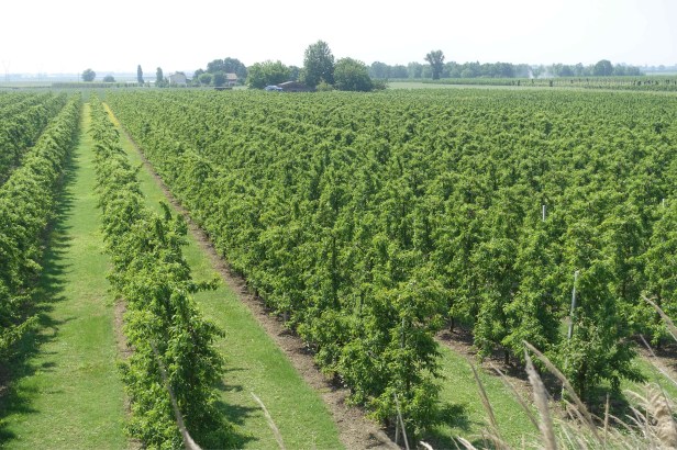 Via Romea Germanica Forlì