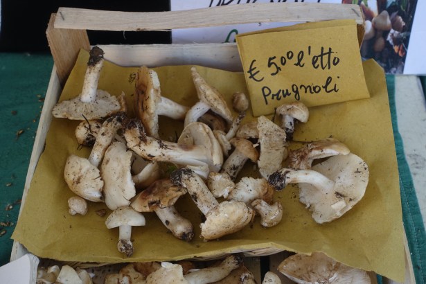 Via romea Germanica cusercoli italy