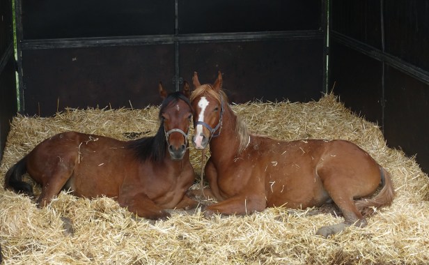 Via romea Germanica italy Santa Sofia