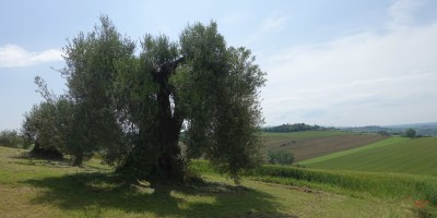 Via romea Germanica Pozzuolo