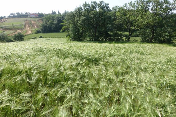 Via Romea germanica Pozzuolo